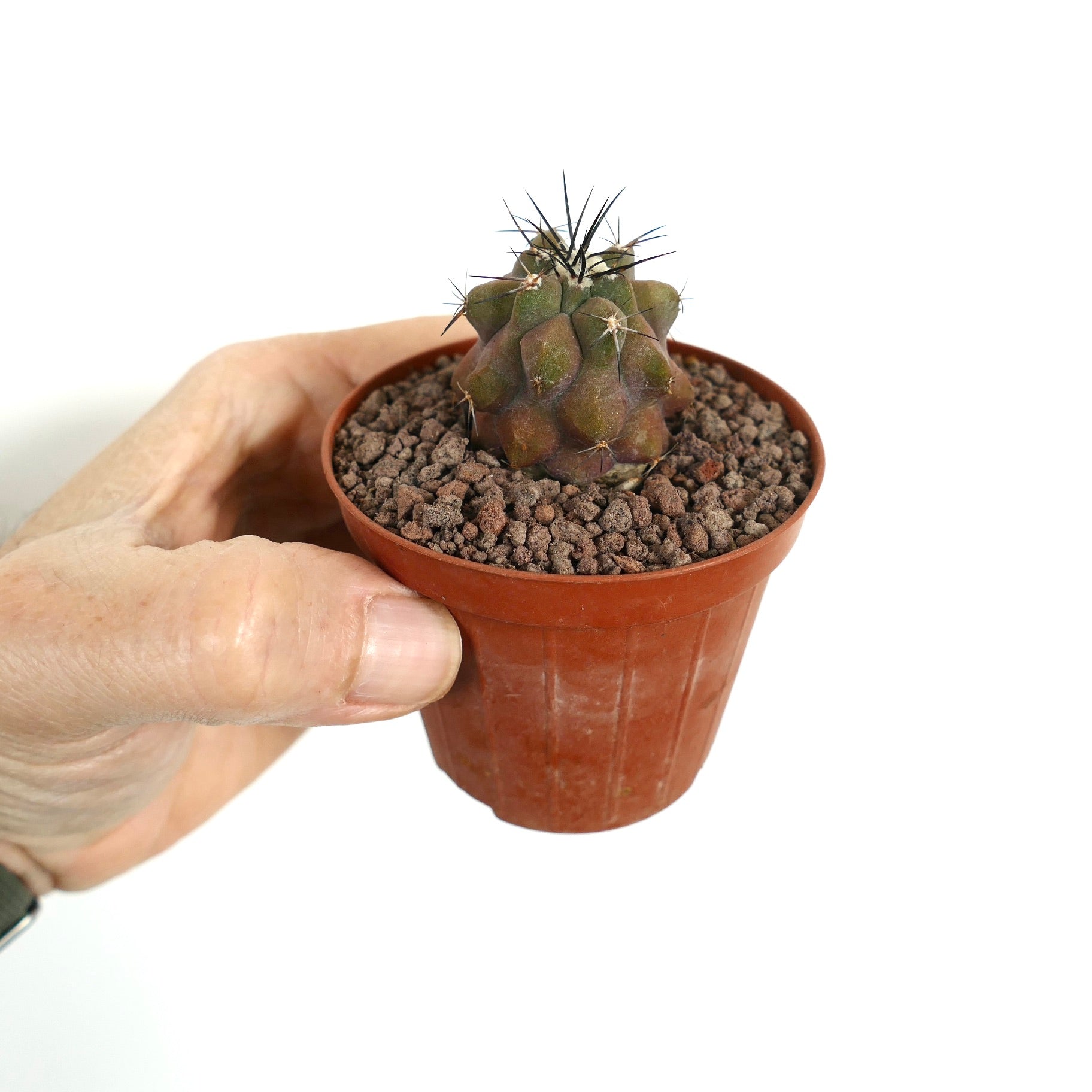 Copiapoa longistaminea X Copiapoa cinerea pequeno cacto híbrido com espinhos escuros em vaso castanho