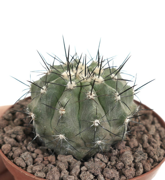 Piccolo cactus succulento tondo Copiapoa longistaminea con spine nere prominenti in vaso