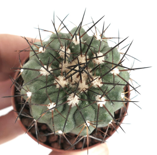 Copiapoa longistaminea