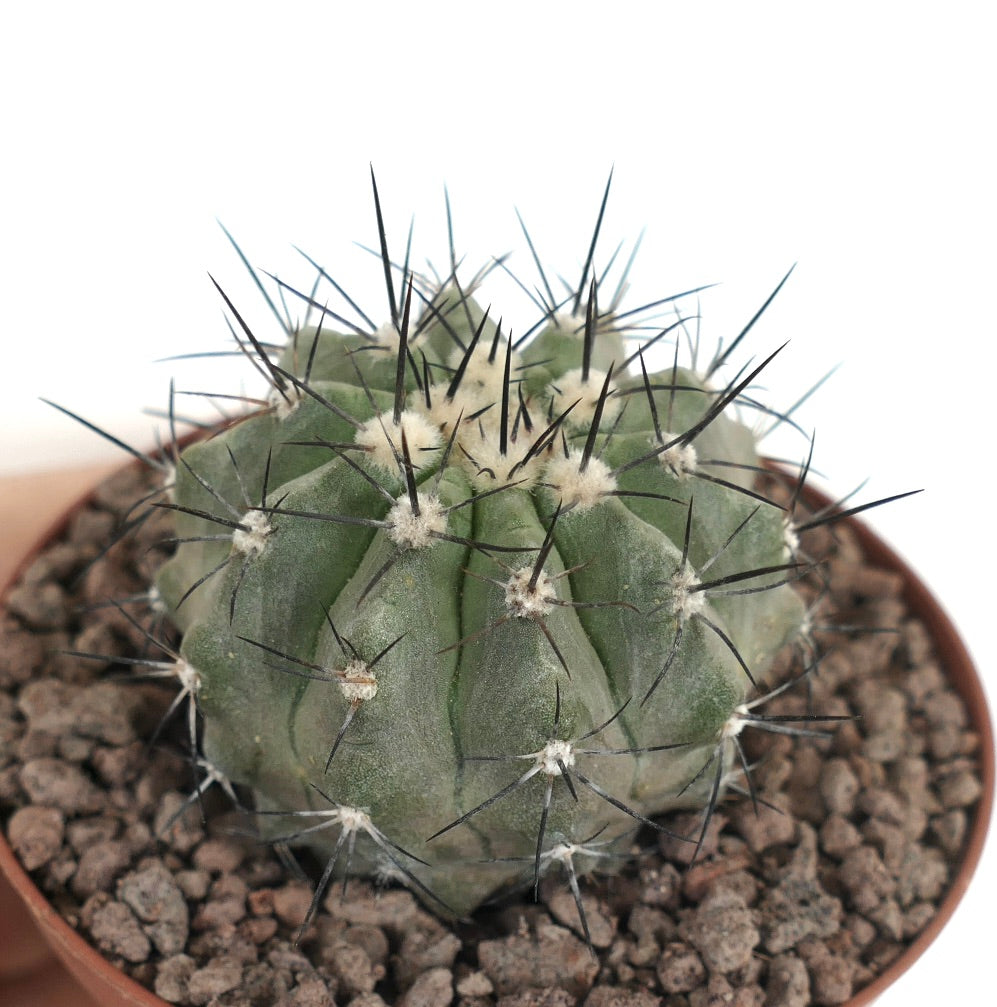 Petit cactus vert Copiapoa longistaminea avec des épines noires proéminentes et des aréoles laineuses en pot