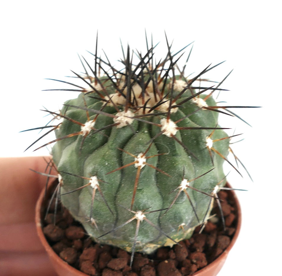 Copiapoa longistaminea sjelden saftig kaktus med fremtredende mørke pigger og ribbet grønn kropp