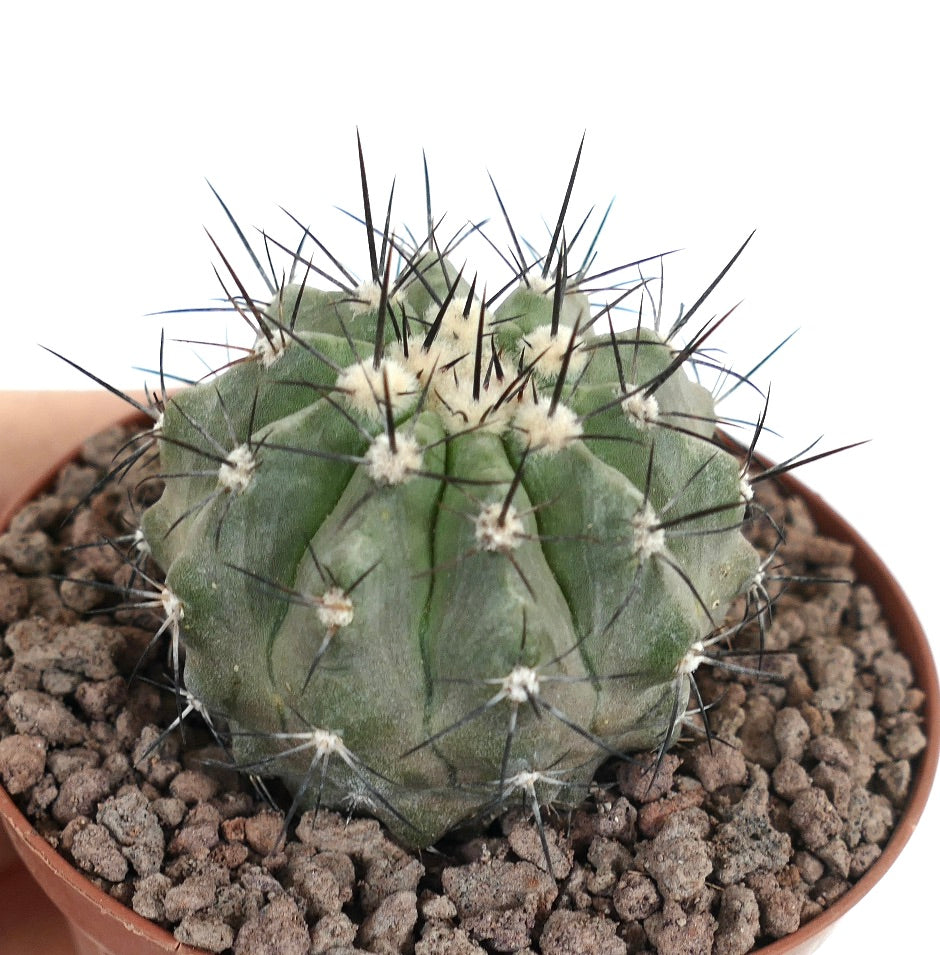 Petit cactus vert Copiapoa longistaminea avec des épines foncées marquées et des aréoles blanches en pot