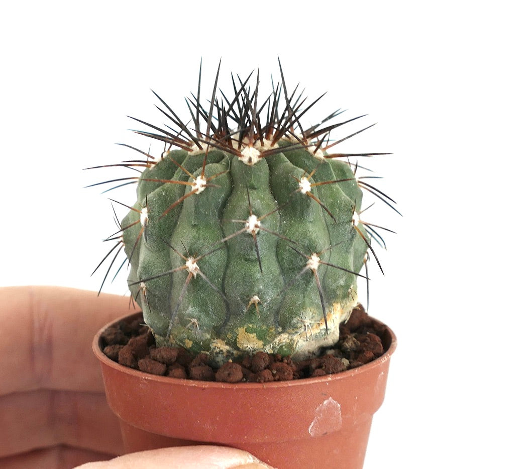 Copiapoa longistaminea liten rund kaktus med mørke torner i terrakottapotte