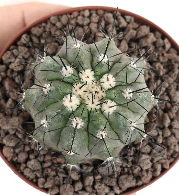 Cactus succulente Copiapoa longistaminea avec des côtes épaisses et de longues épines noires en pot