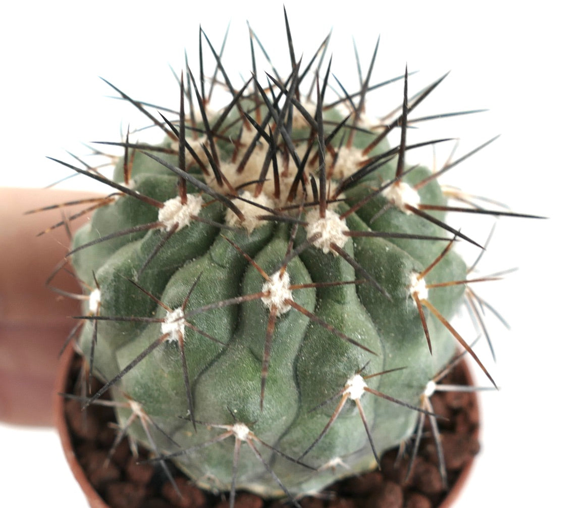 Copiapoa longistaminea, sjelden sukkulent kaktus med markante mørke torner og ribbet grønn stilk