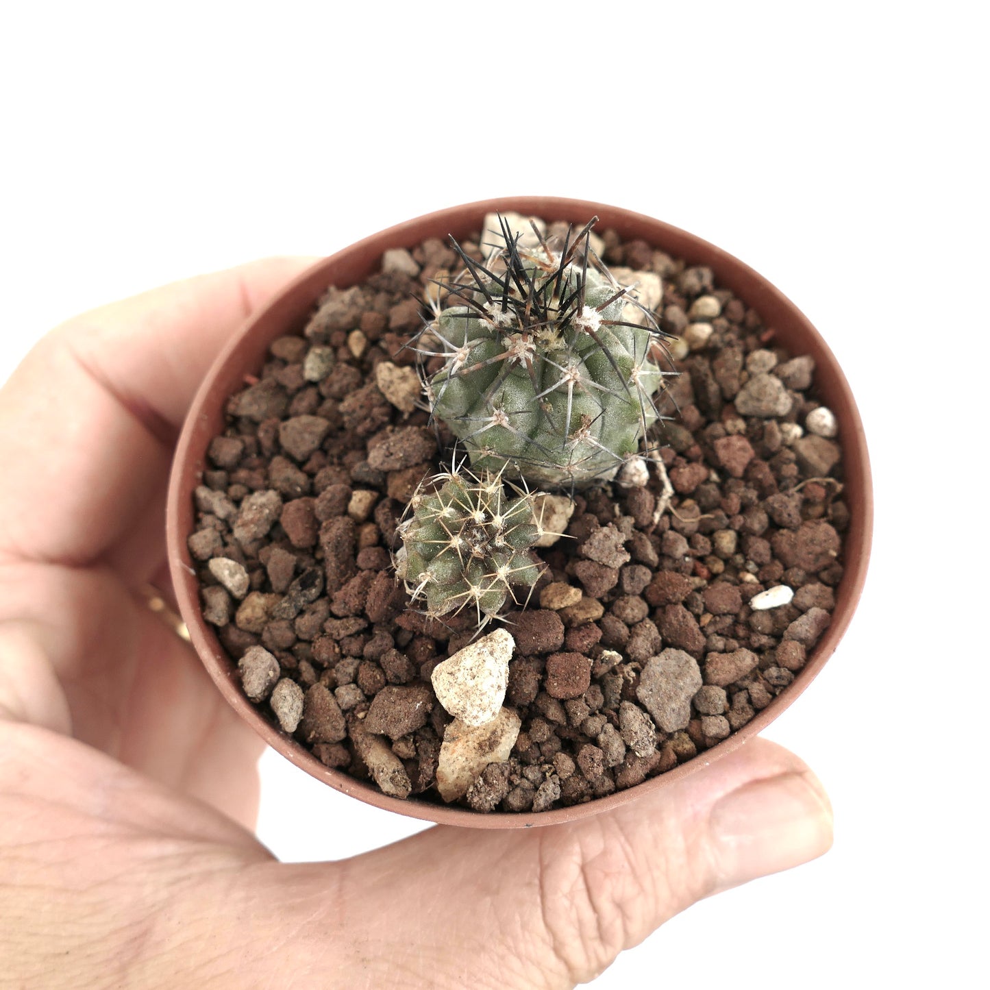 Copiapoa lonistaminea (2 seedlings) 2P78