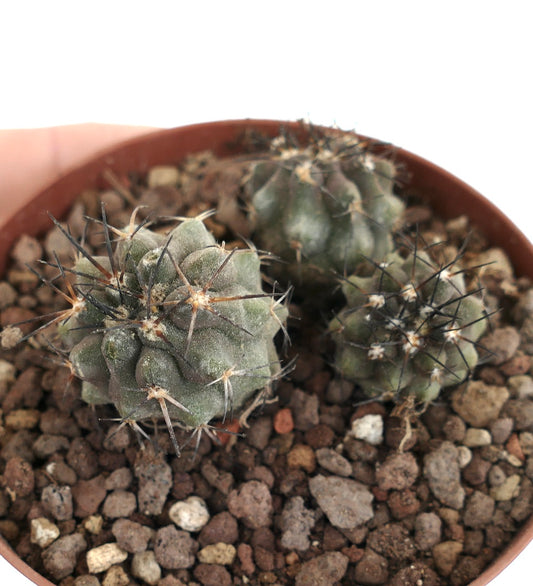 Copiapoa lonistaminea (3 seedlings) 2P78