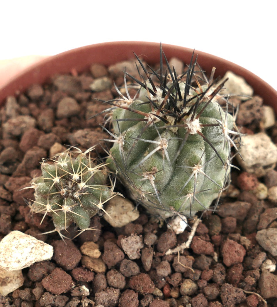 Copiapoa lonistaminea (2 seedlings) 2P78