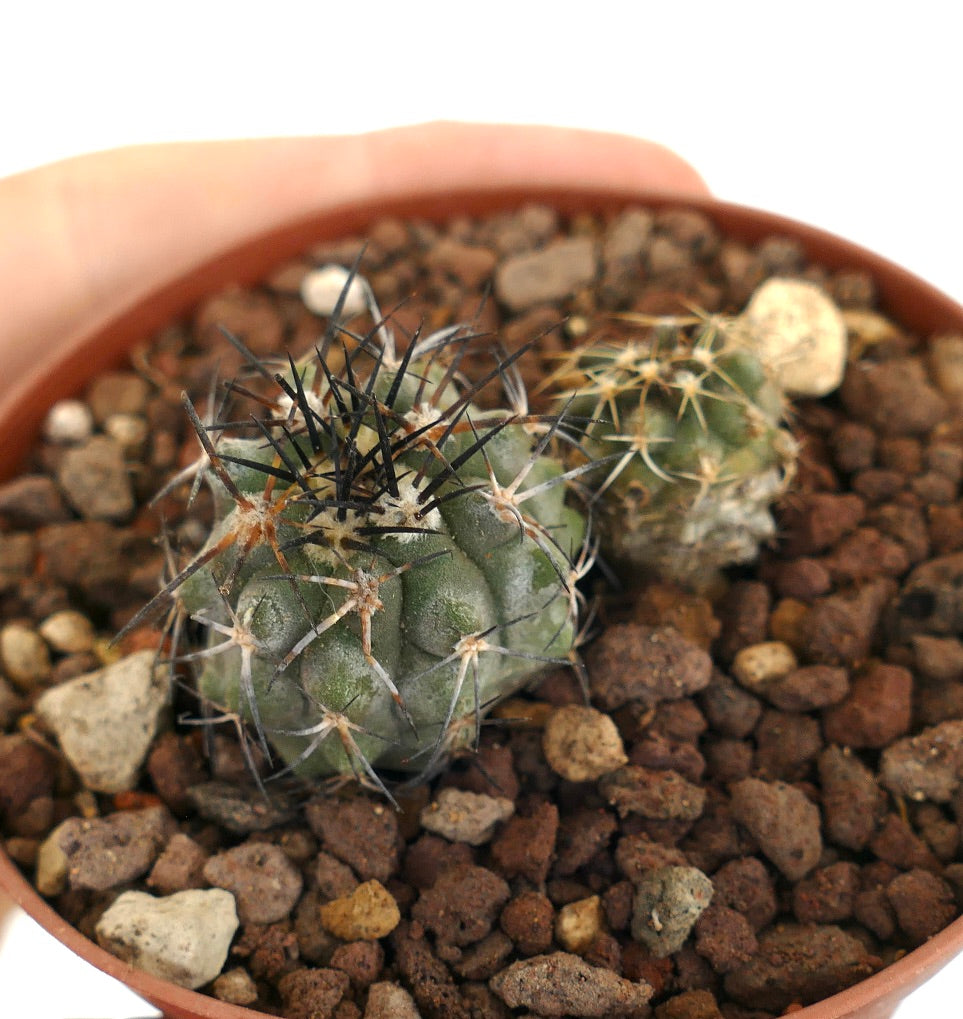 Copiapoa lonistaminea (2 seedlings) 2P78