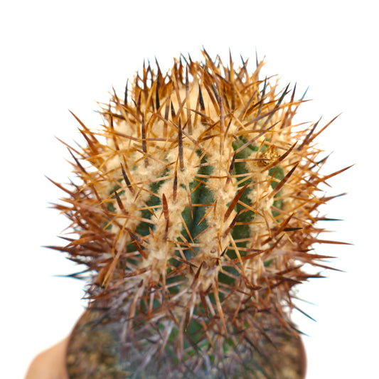 Copiapoa megarhiza subsp. echinata SUPER SPINES 503