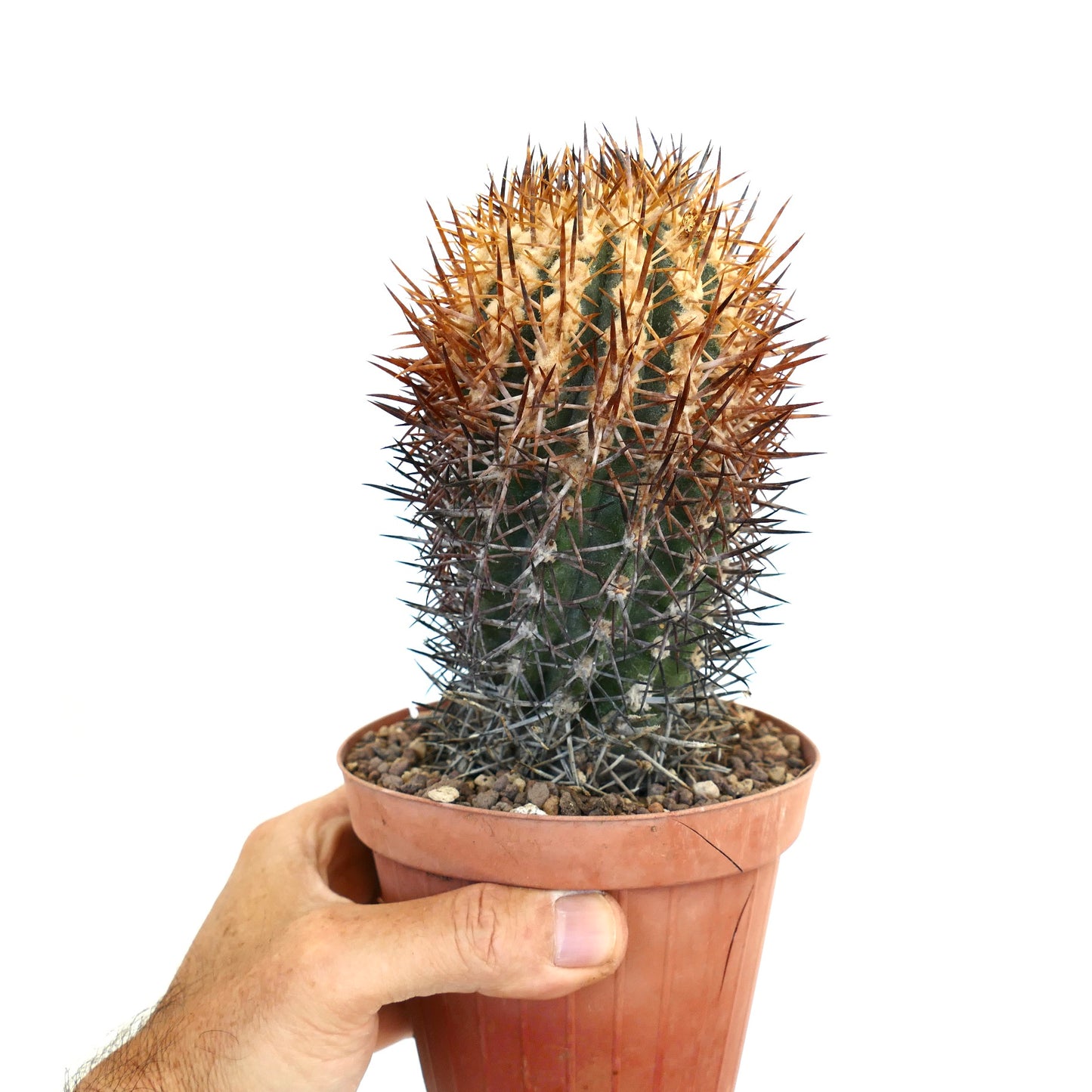 Copiapoa megarhiza subsp. echinata SUPER SPINES 503