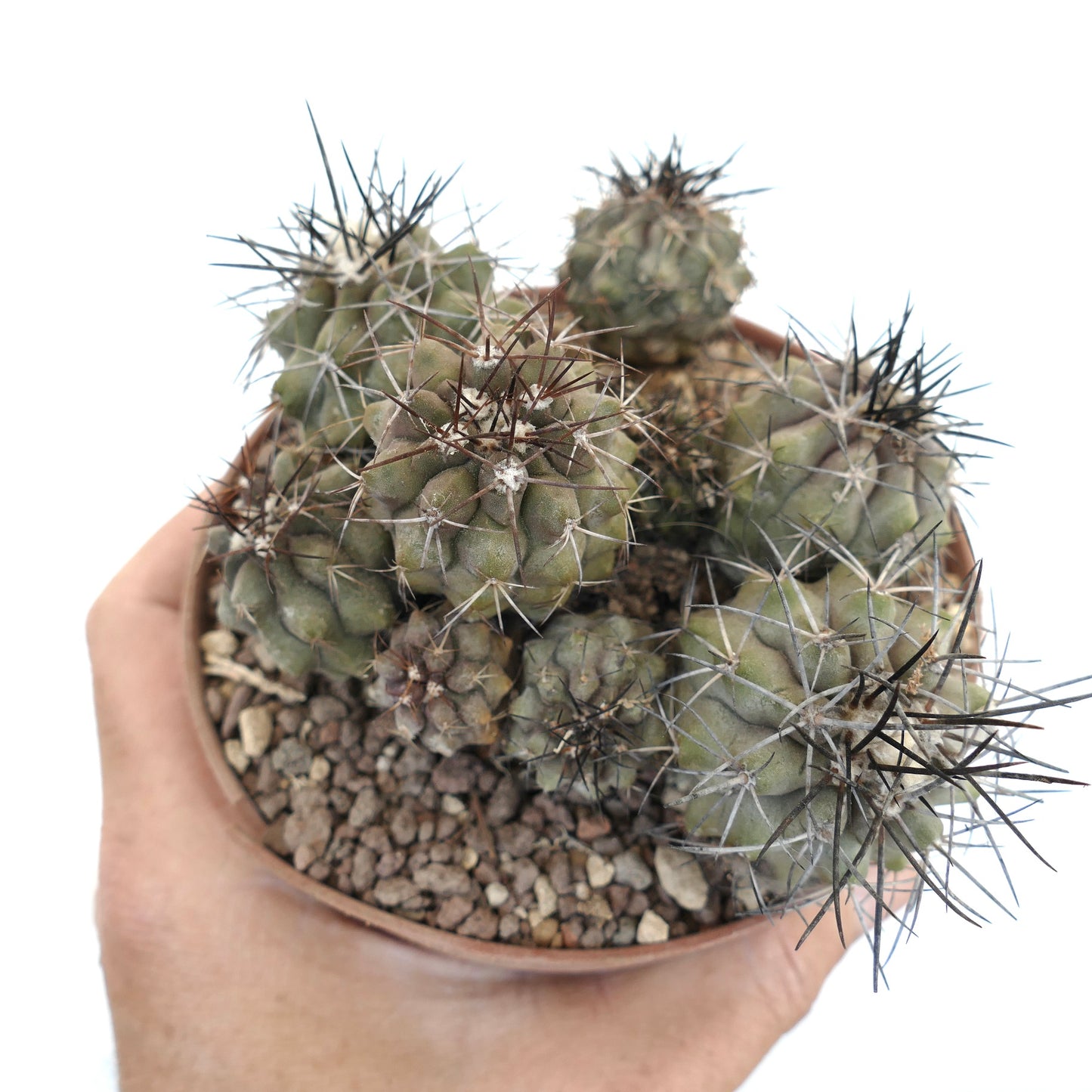 Copiapoa megarhiza v. parvula FULL POT AT