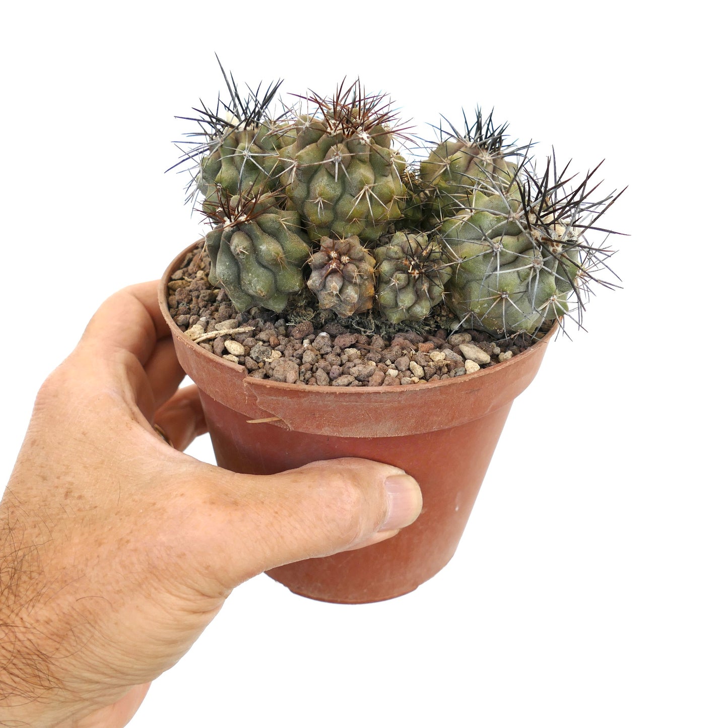 Copiapoa megarhiza v. parvula FULL POT AT