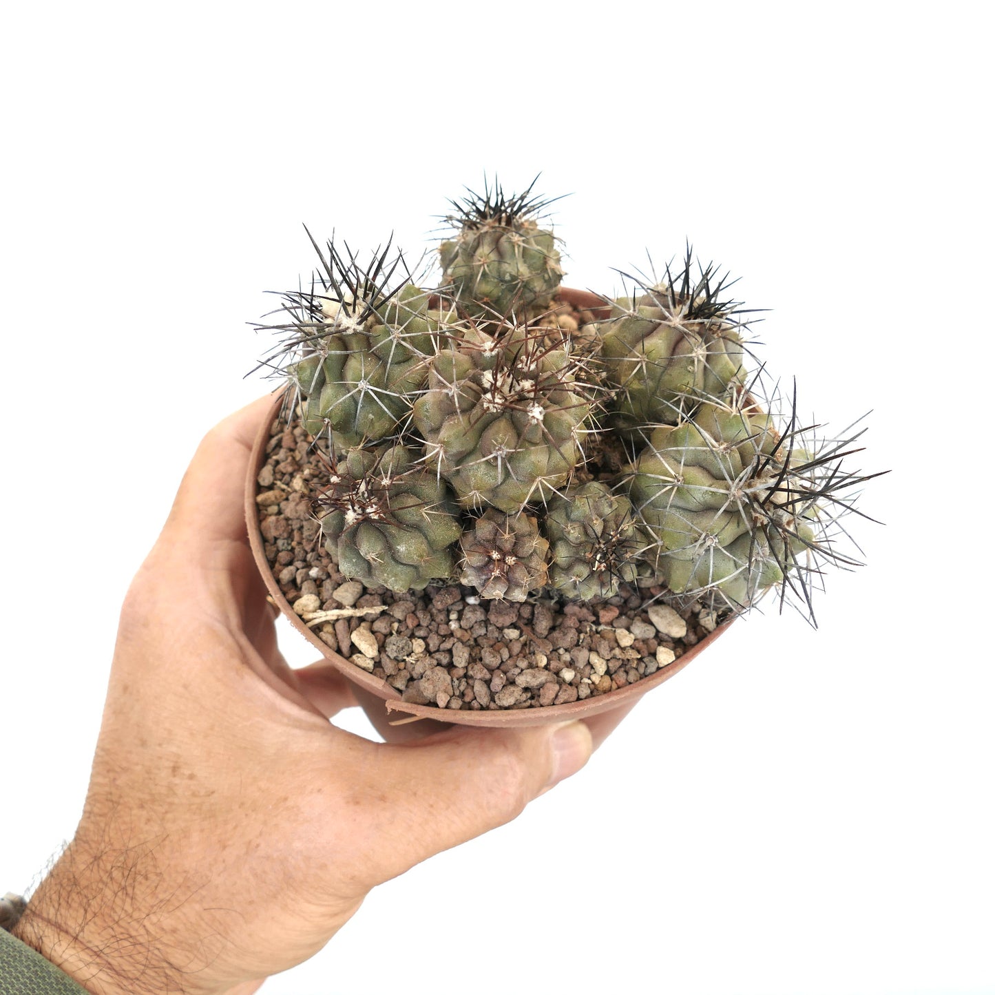 Copiapoa megarhiza v. parvula FULL POT AT