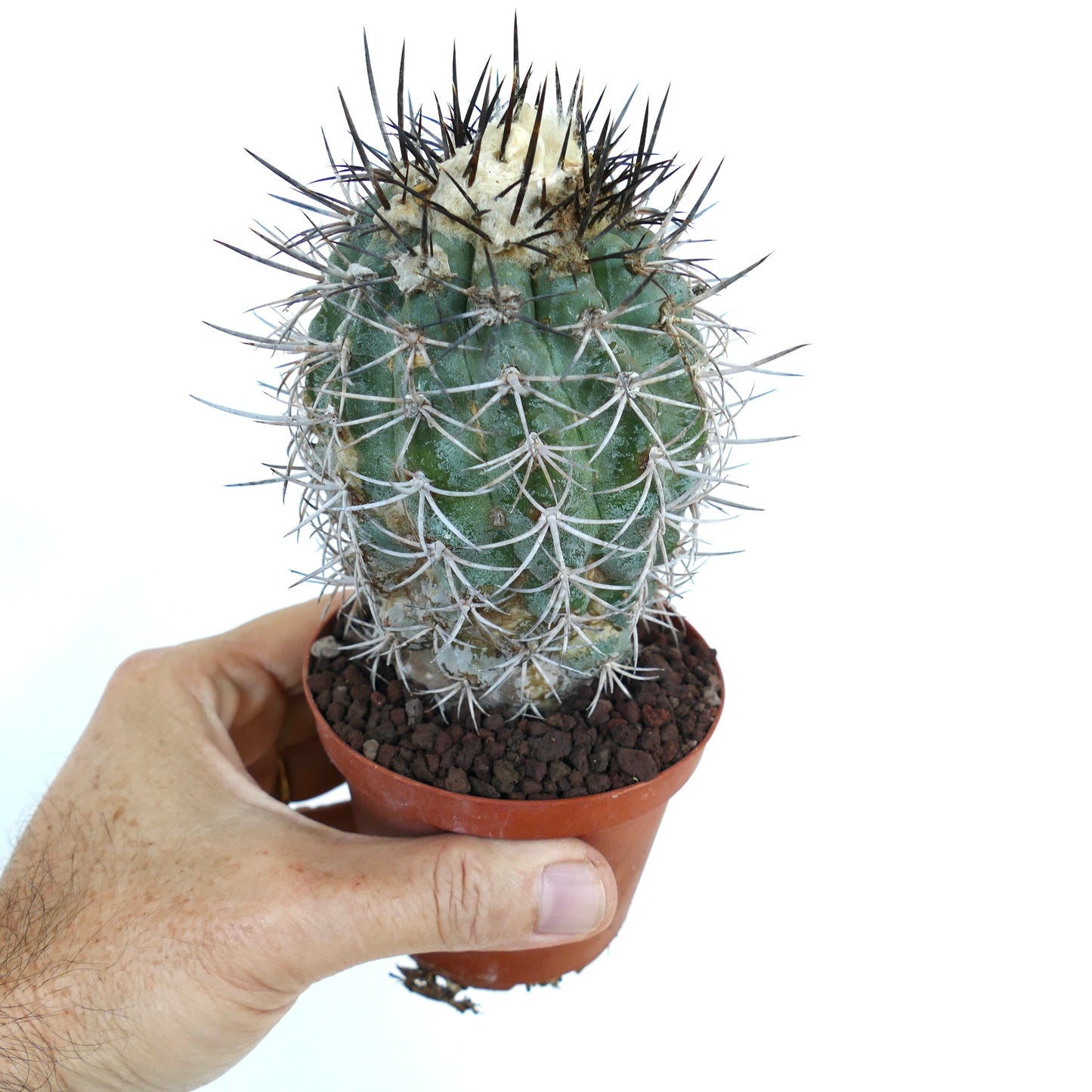 Copiapoa megarhiza var. echinata