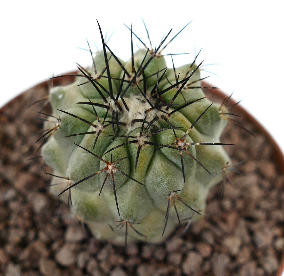 Copiapoa meghariza x cinerea sukkulent kaktus med tykke ribber og lange mørke pigger i potte