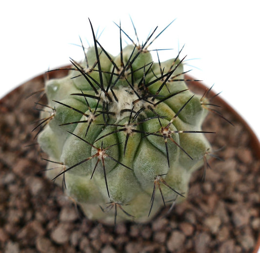 Copiapoa meghariza x cinerea sukkulent kaktus med tykke ribber og lange mørke pigger i potte
