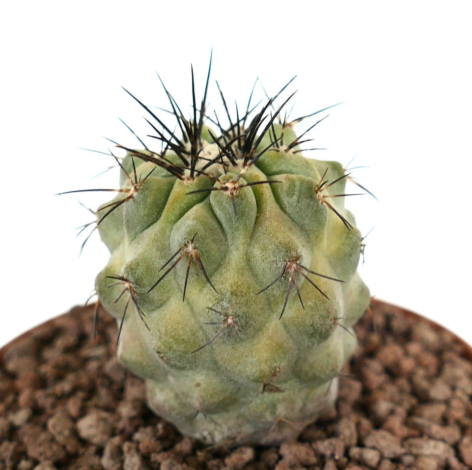 Copiapoa cinerea saftig kaktus med tykk grønn kropp og skarpe svarte torner