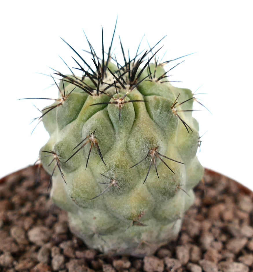Copiapoa meghariza x cinerea sukkulent kaktus med tette svarte pigger og runde knuter