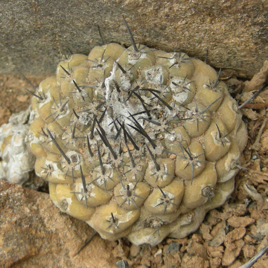 Copiapoa mollicula SEEDS