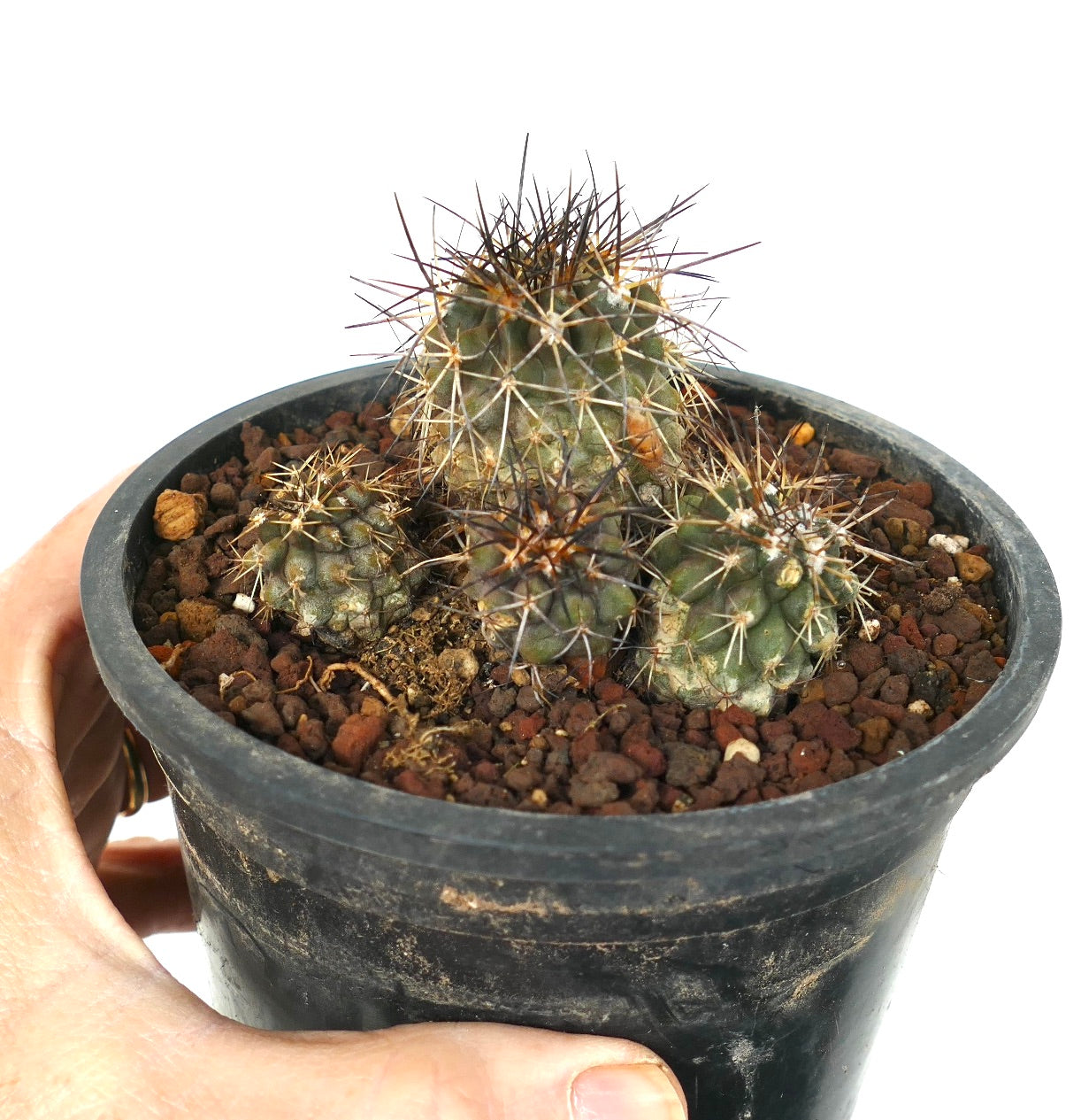 Groupe de Copiapoa olivana avec des épines denses et des tiges succulentes vertes arrondies dans un pot noir
