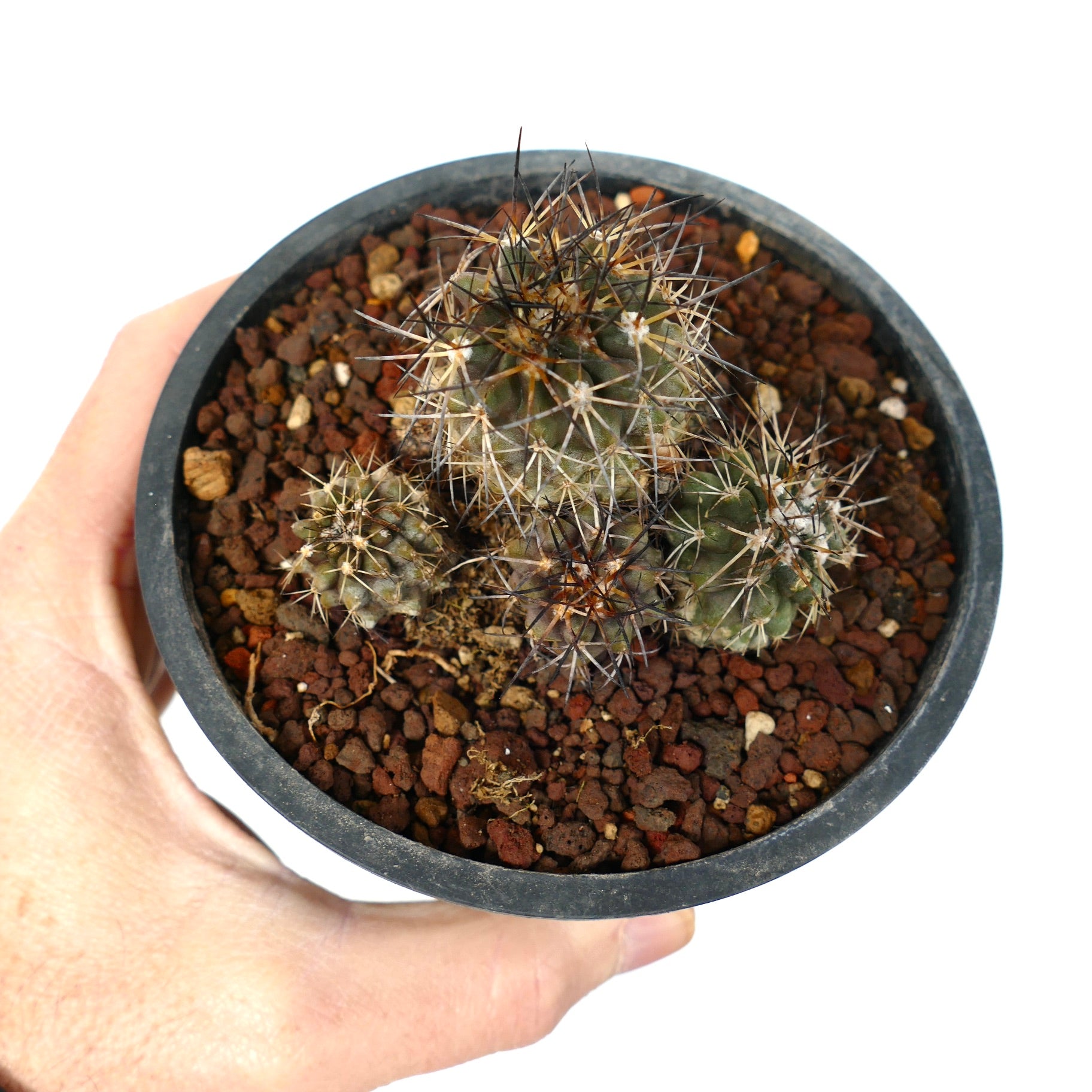 Groupe de Copiapoa olivana avec des épines denses et pointues et des tiges charnues vertes en pot
