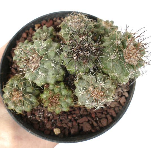 كوبياپوا أوليفانا مجموعة صبار عصاري مع أشواك كثيفة وسيقان خضراء ذات ملمس في وعاء