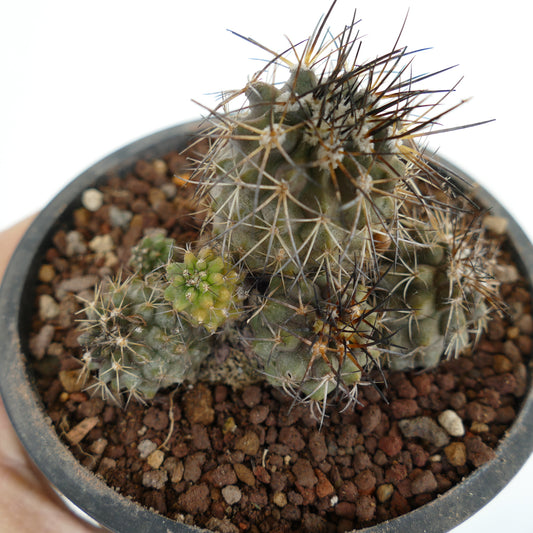 Copiapoa olivana CLUSTER with variegated head 9M7