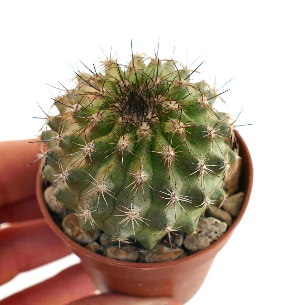 نبات صبار صغير كروي كوبيابوا أوليفانا مع أشواك داكنة كثيفة في وعاء