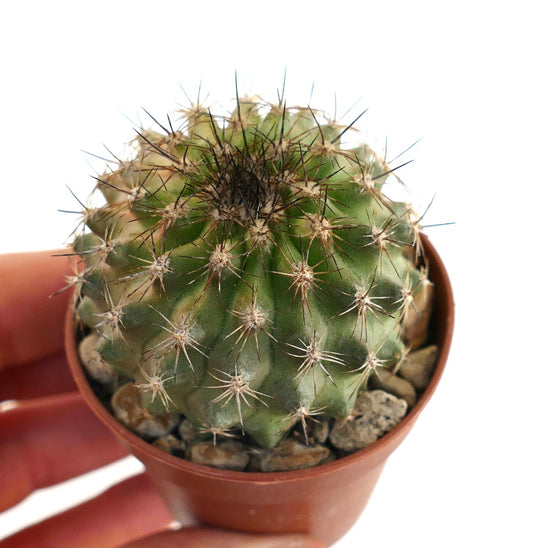 Copiapoa olivana small round succulent cactus with dense dark spines in pot