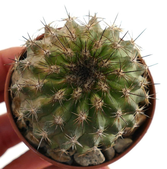 Copiapoa olivana small round green cactus with sharp dark spines in pot