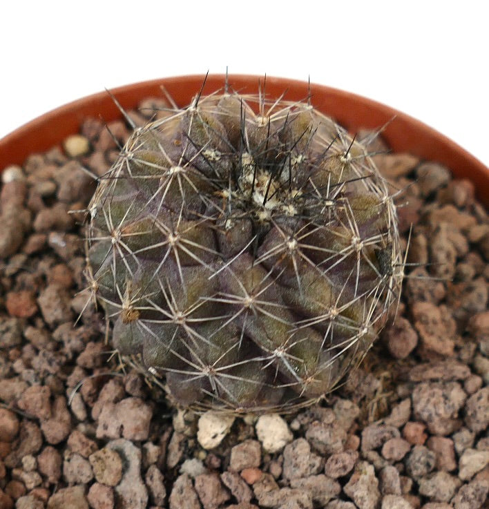 Kleine runde Copiapoa olivana x humilis Kaktee mit dichten Dornen und strukturierter Oberfläche