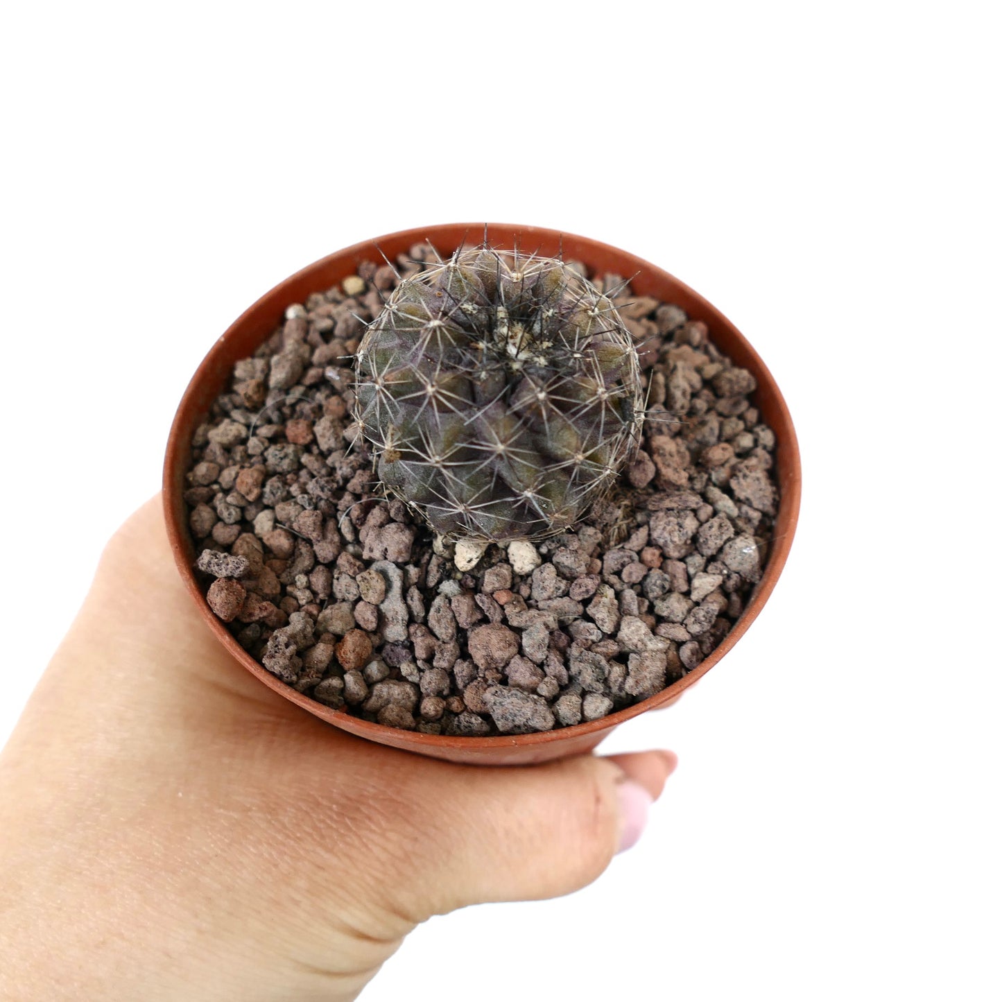 Copiapoa olivana x humilis kleine runde Kaktee mit feinen Dornen in Topf mit steinigem Boden