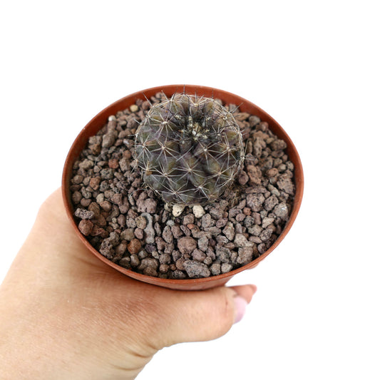 Copiapoa olivana x humilis kleine runde Kaktee mit feinen Dornen in Topf mit steinigem Boden