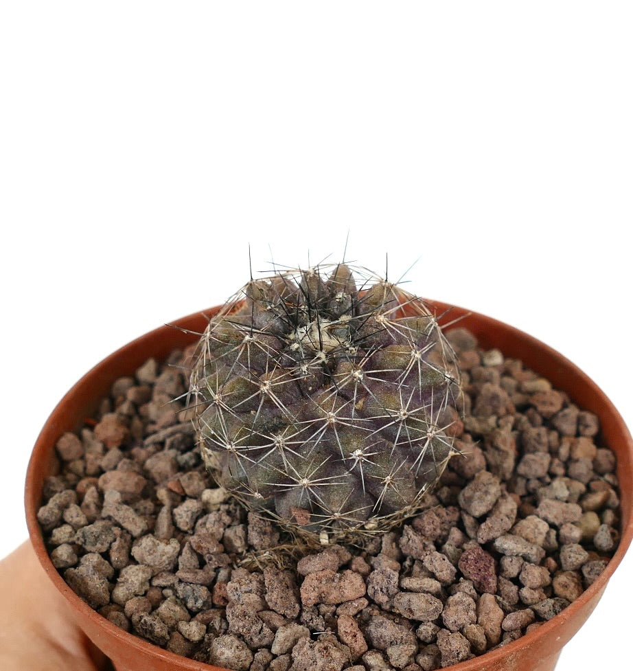 Kleine, rundliche Sukkulente Copiapoa olivana x humilis mit dichten Stacheln und strukturierter Oberfläche