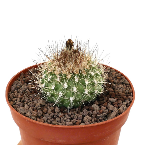 Copiapoaoliviana80_OWNROOTS_1_