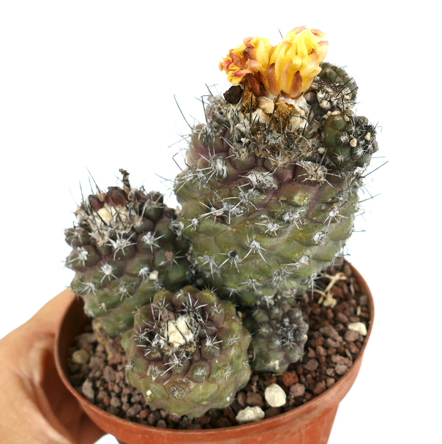 Copiapoa oliviana CLUSTER K8K