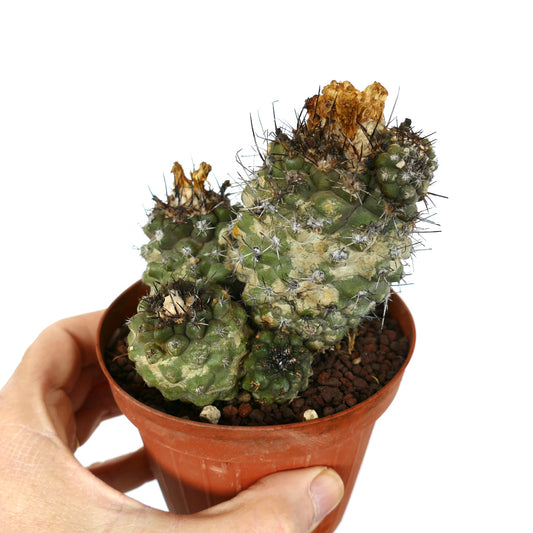 Racimo de cactus suculento Copiapoa oliviana con tallos verdes texturizados y espinas oscuras en maceta