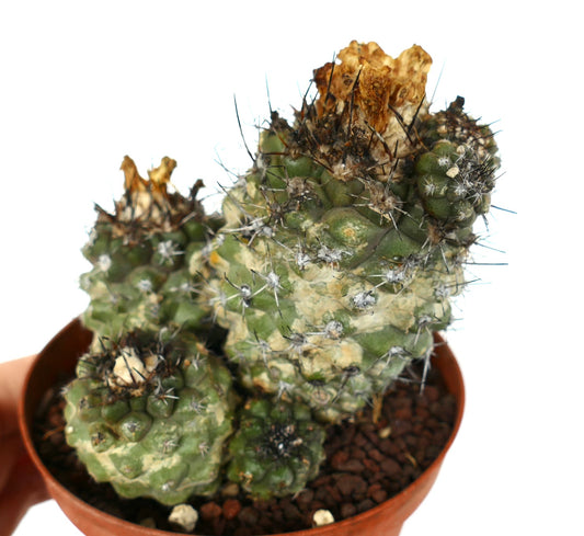 Ramillete de cactus suculento Copiapoa oliviana con tallos verdes espinosos y texturizados en maceta de terracota