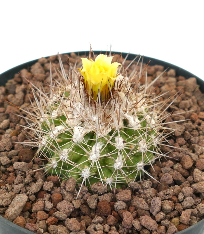 コピアポア・オリビアナ 小型の緑色サボテンで、密集したトゲと黄色い花が咲く