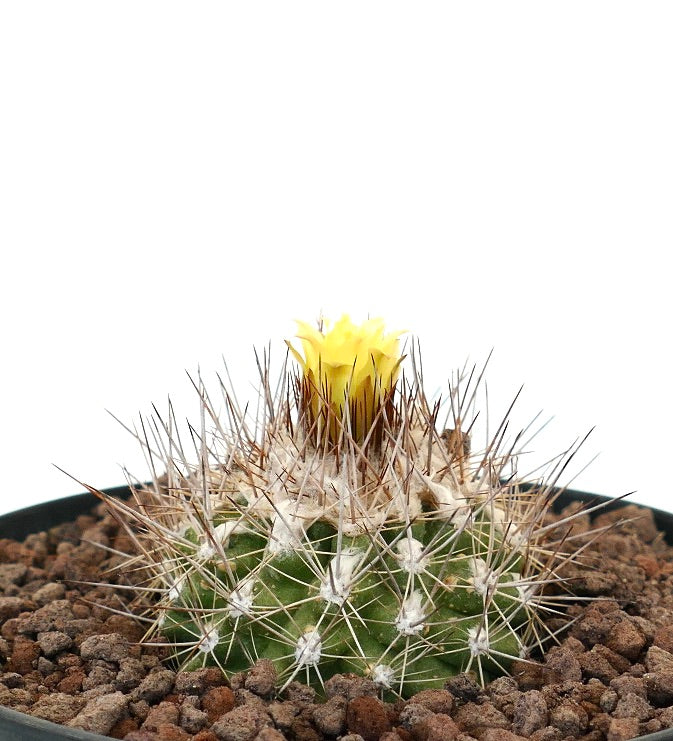 コピアポア・オリビアナ 小型のサボテンで、密集した棘と鮮やかな黄色い花が咲きます