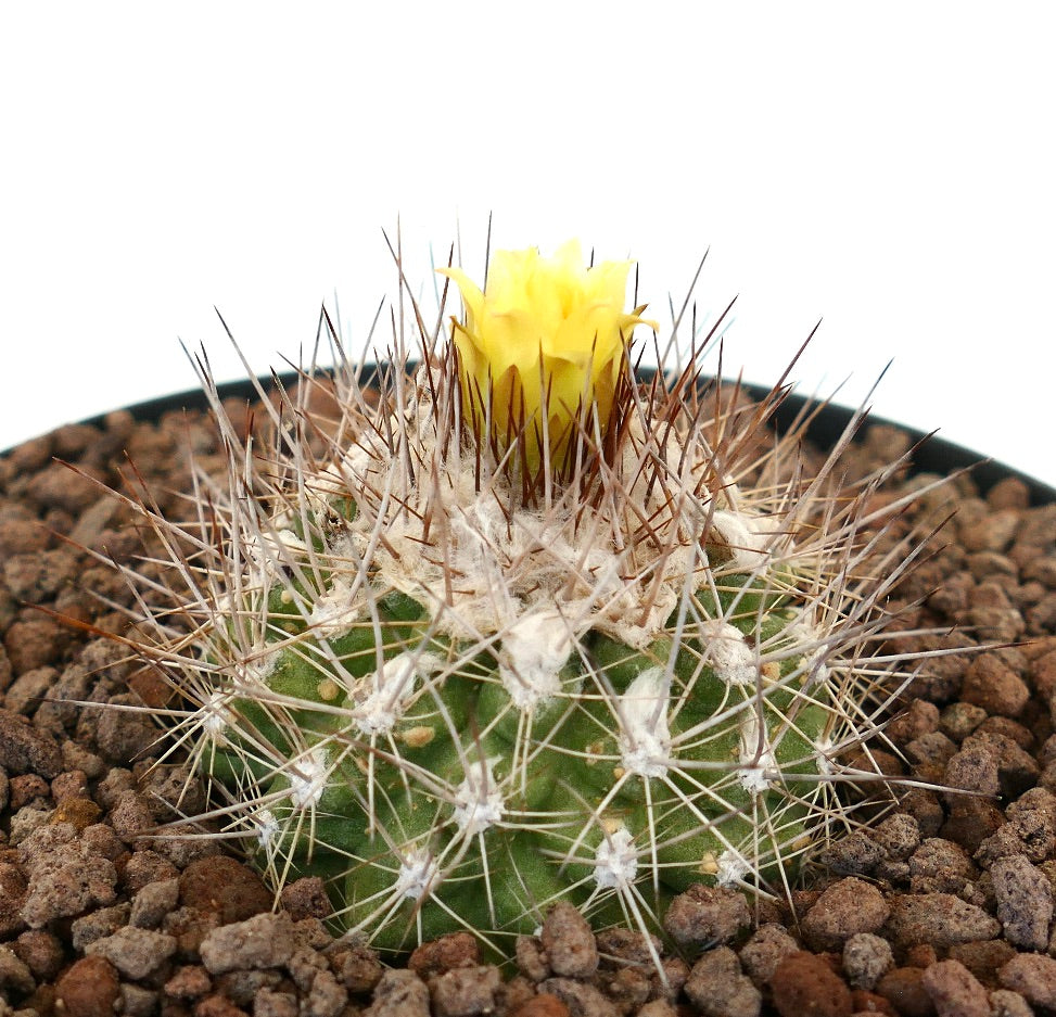 コピアポア・オリビアーナ 小さな緑色のサボテン、密集した白いトゲと黄色い花が咲く