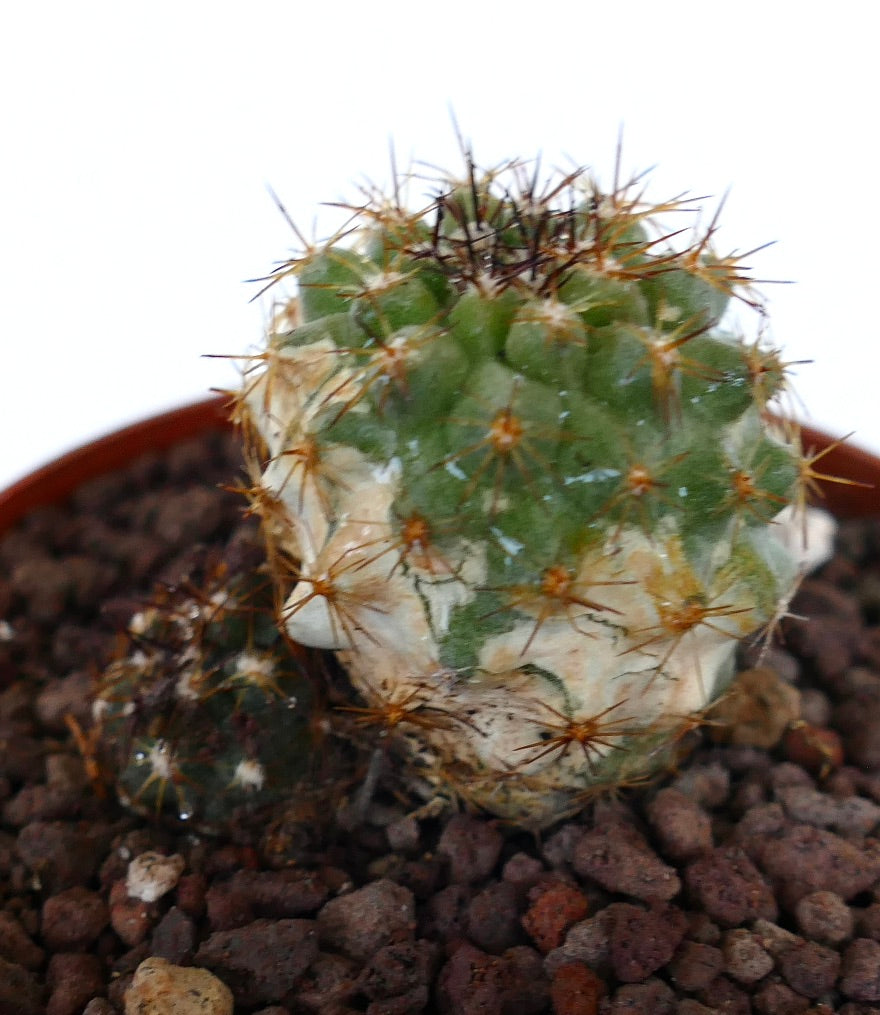 Copiapoa oliviana x serpentisulcata, variegater Kaktus mit Dornen und zwei Köpfen im Topf