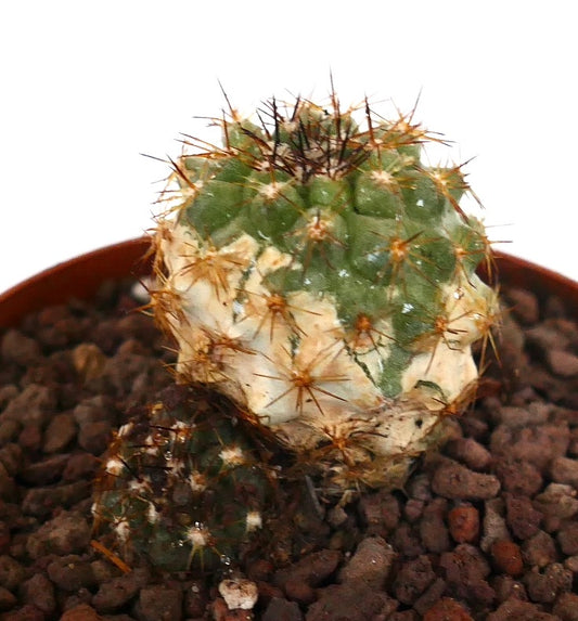 Copiapoa oliviana x serpentisulcata variegater Sukkulenten-Kaktus mit Stacheln in felsigem Boden
