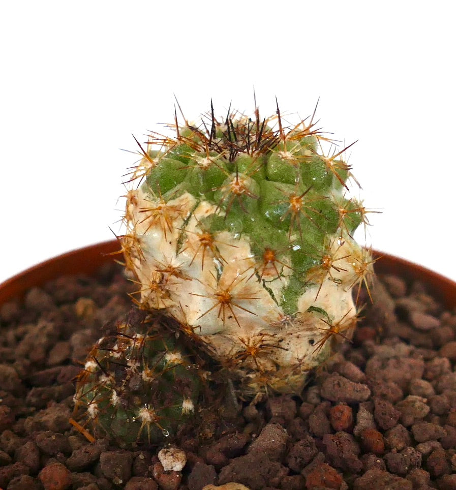 Copiapoa oliviana x serpentisulcata variegierter Kaktus mit stacheligen grünen und weißen strukturierten Stängeln