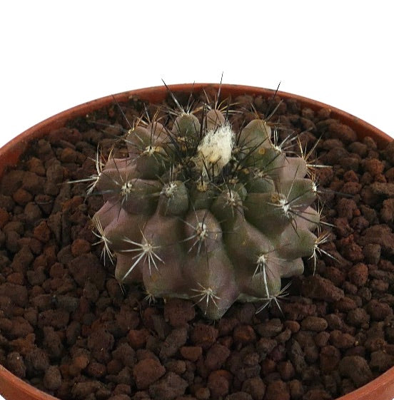 Copiapoa paposensis X Copiapoa atacamensis