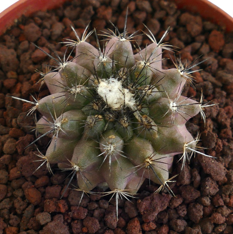 Copiapoa paposensis X Copiapoa atacamensis