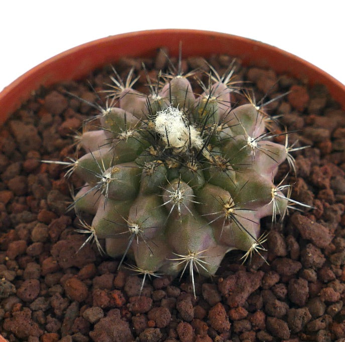 Copiapoa paposensis X Copiapoa atacamensis