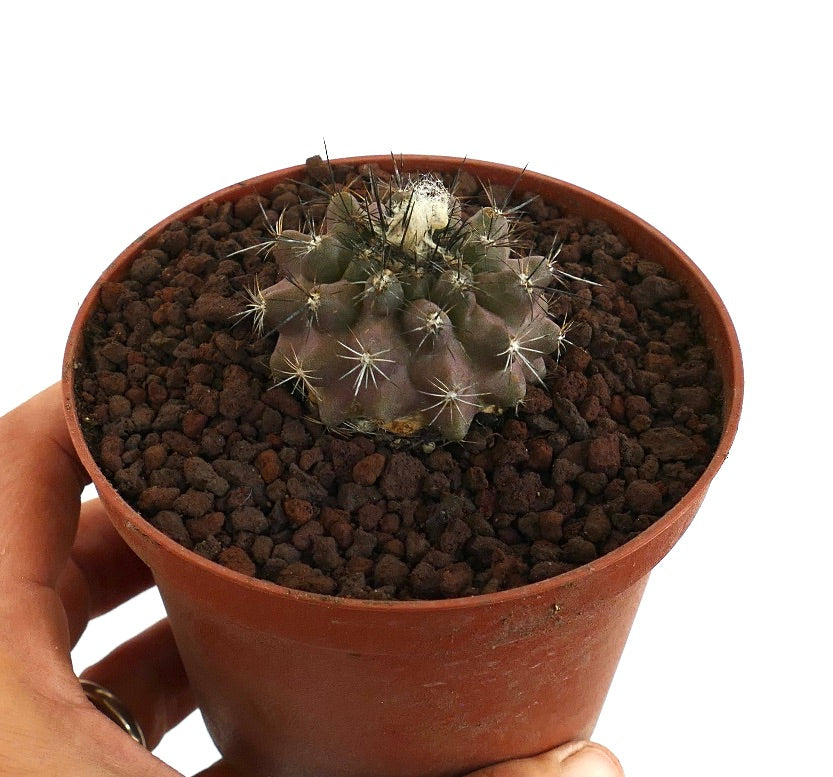 Copiapoa paposensis X Copiapoa atacamensis