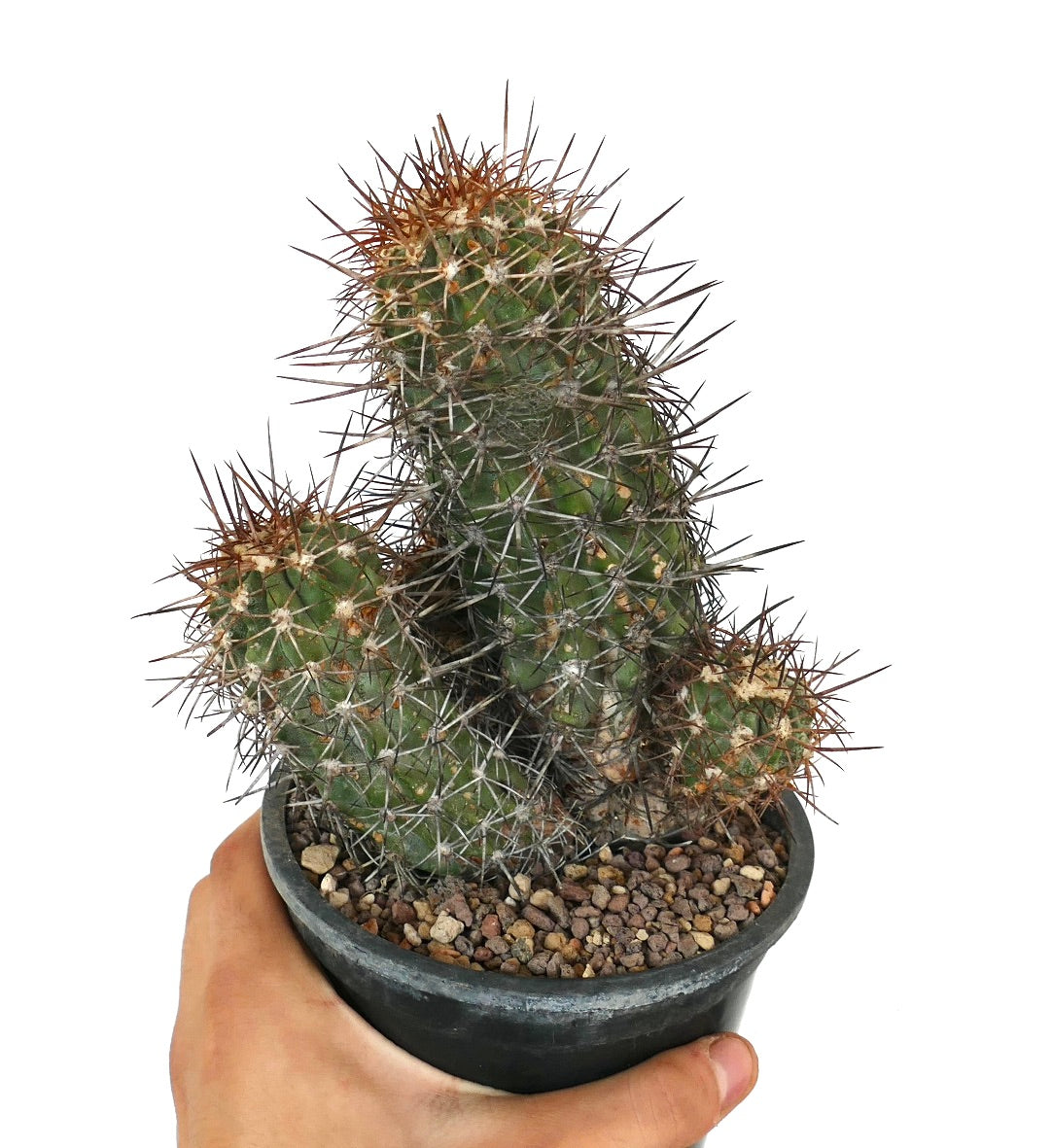 Copiapoa pendulina